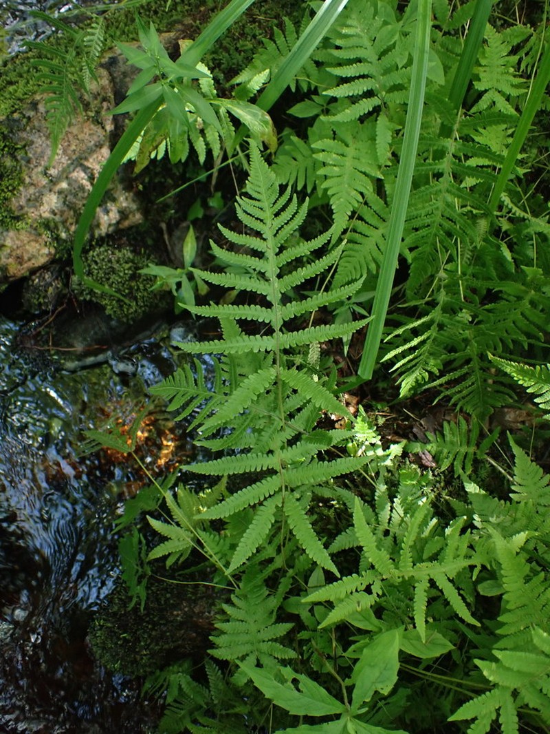 Phegopteris excelsior photo 2