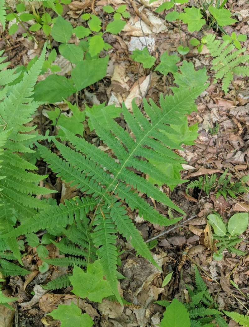 Phegopteris excelsior photo 3