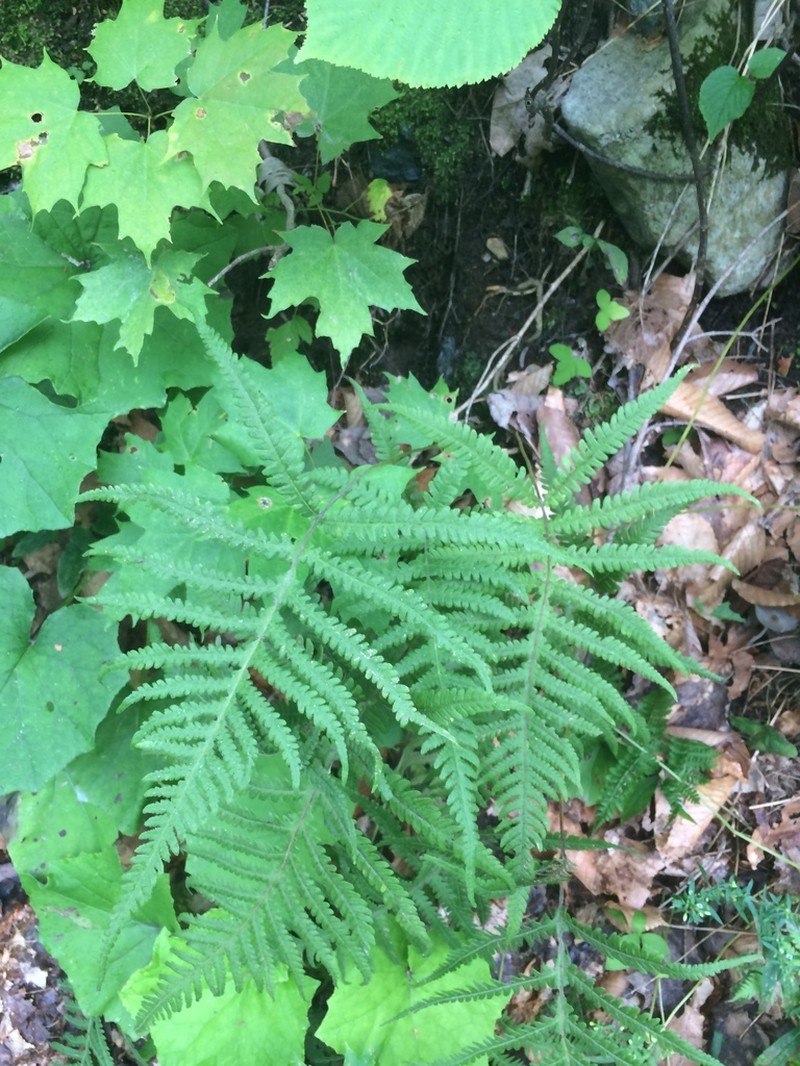 Phegopteris excelsior photo 4