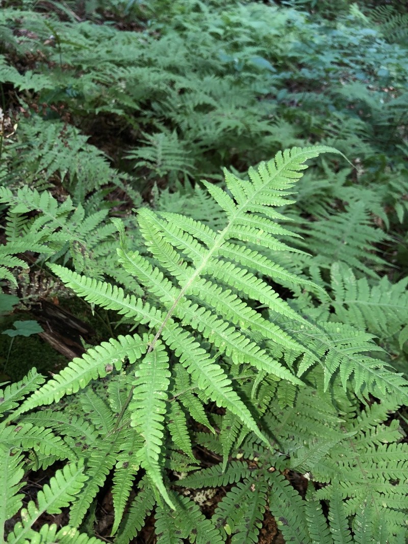 Phegopteris excelsior photo 5