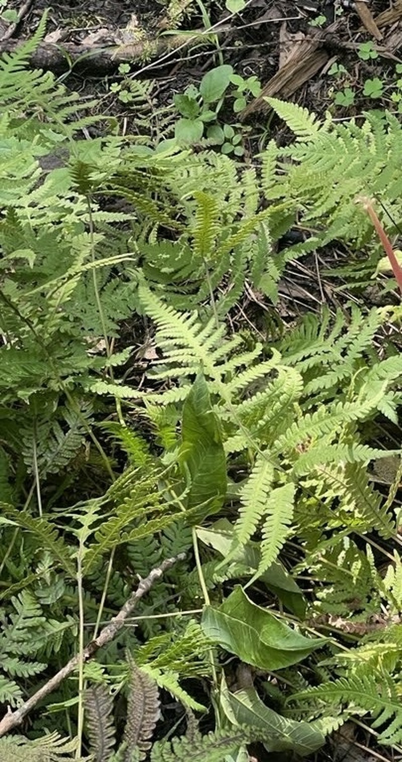 Phegopteris excelsior photo 6
