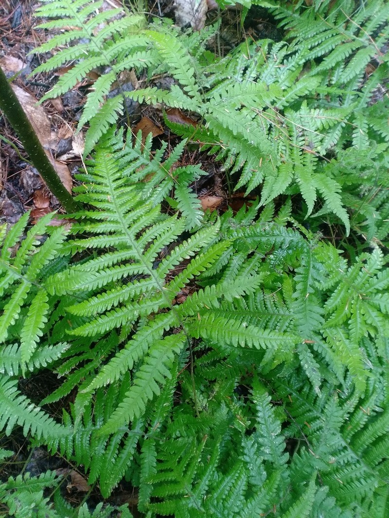 Phegopteris excelsior photo 7