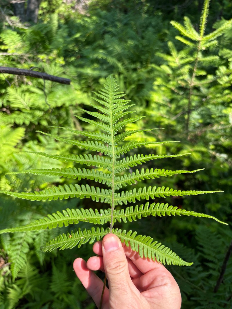 Phegopteris excelsior photo 8
