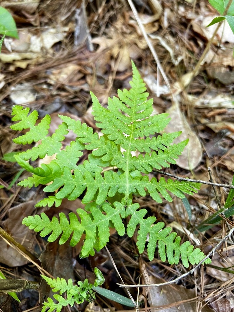 Broad Beechfern photo 2