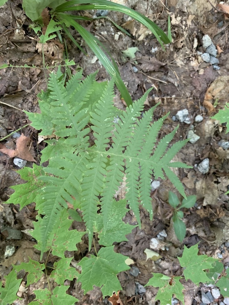 Broad Beechfern photo 3