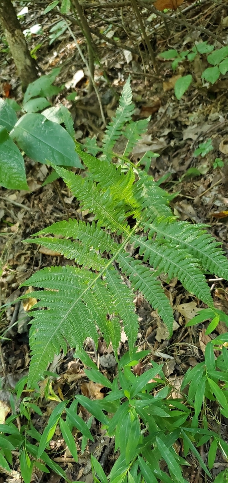 Broad Beechfern photo 4
