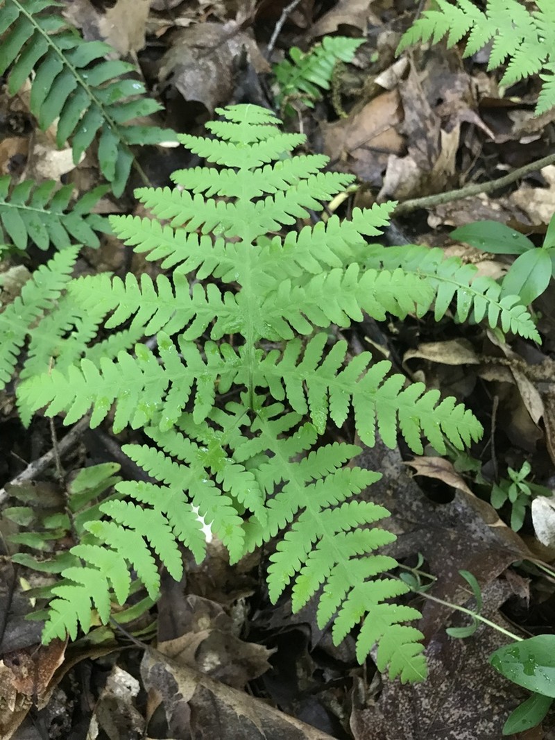 Broad Beechfern photo 5