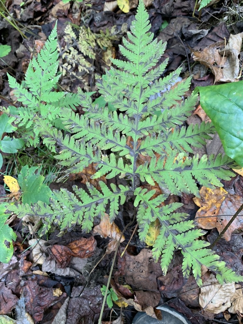 Broad Beechfern photo 6