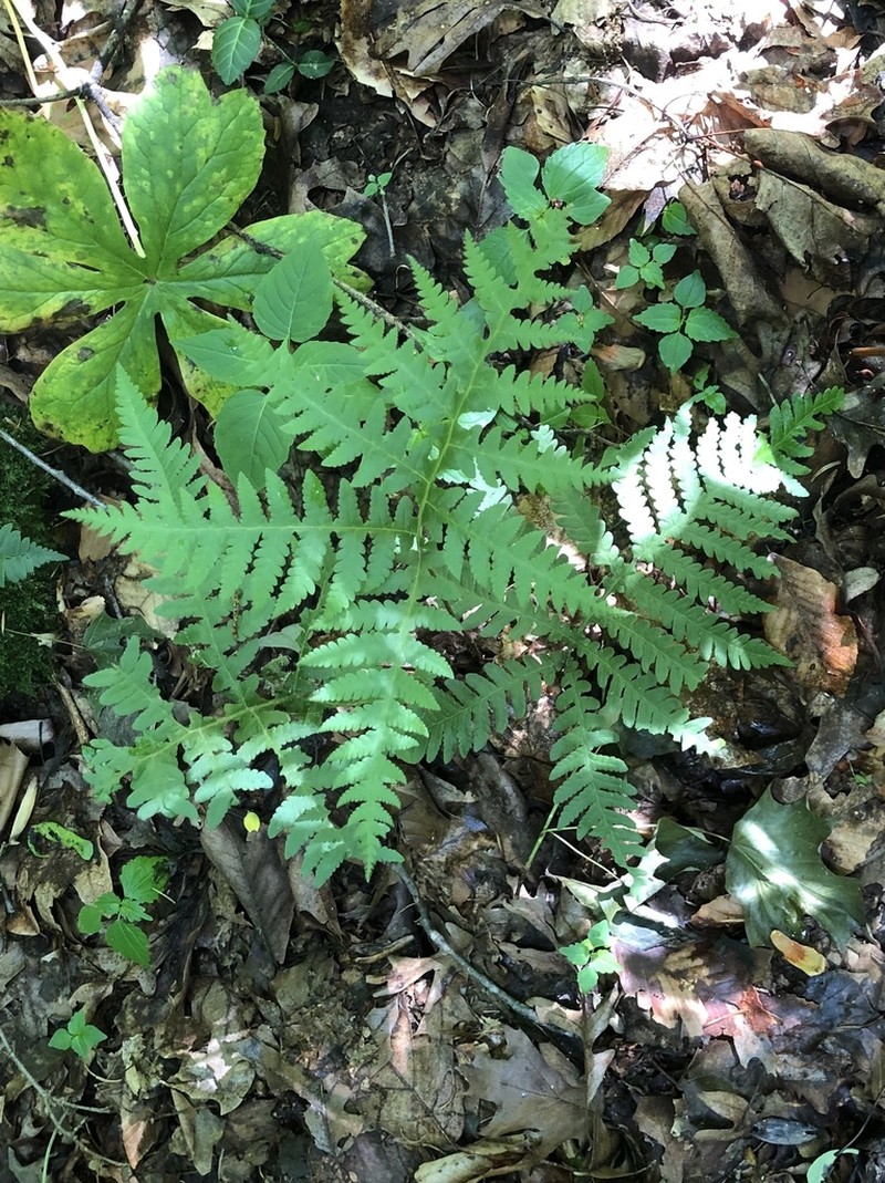 Broad Beechfern photo 7