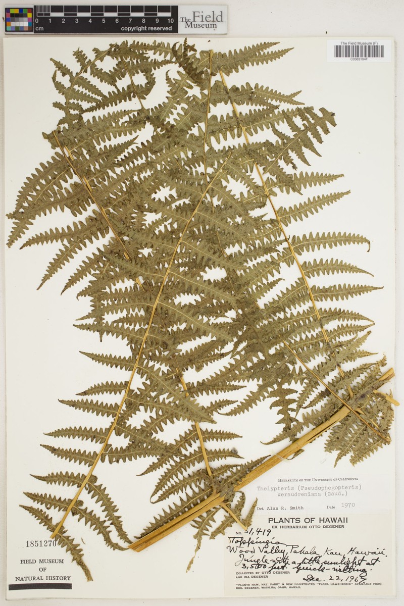 False Beech Fern