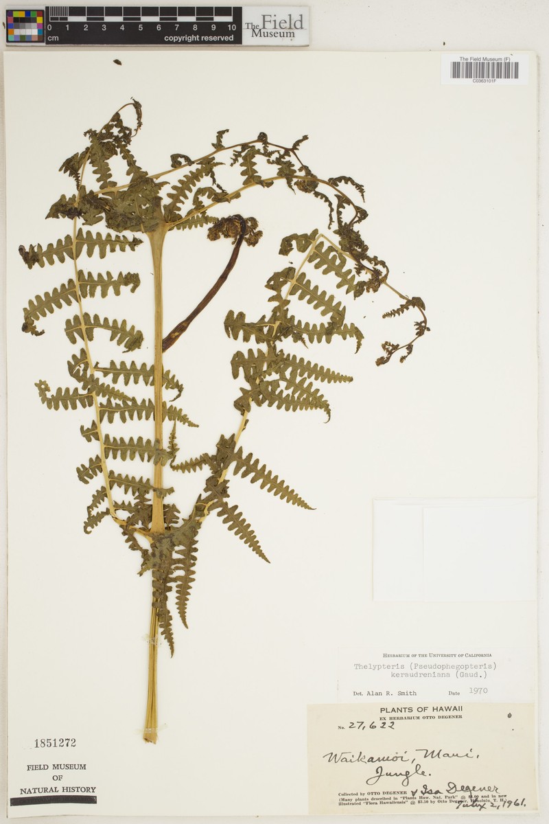 False Beech Fern photo 2