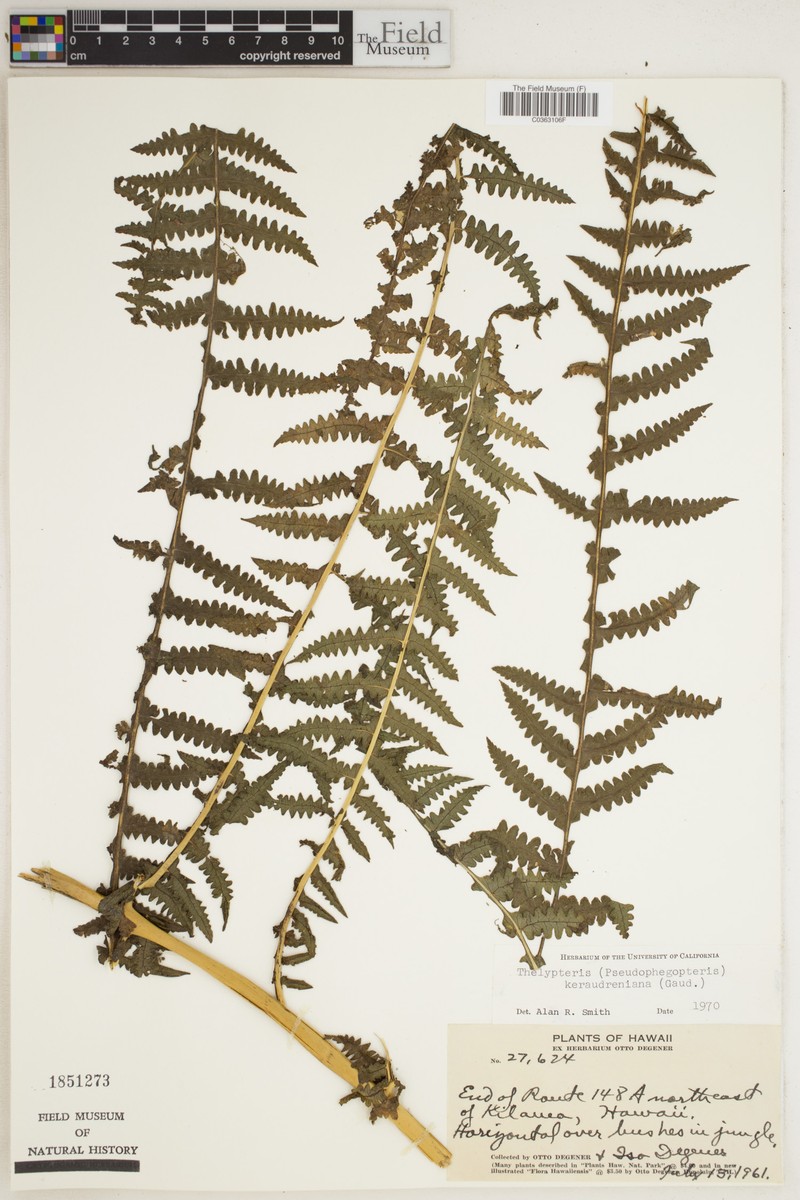 False Beech Fern photo 3