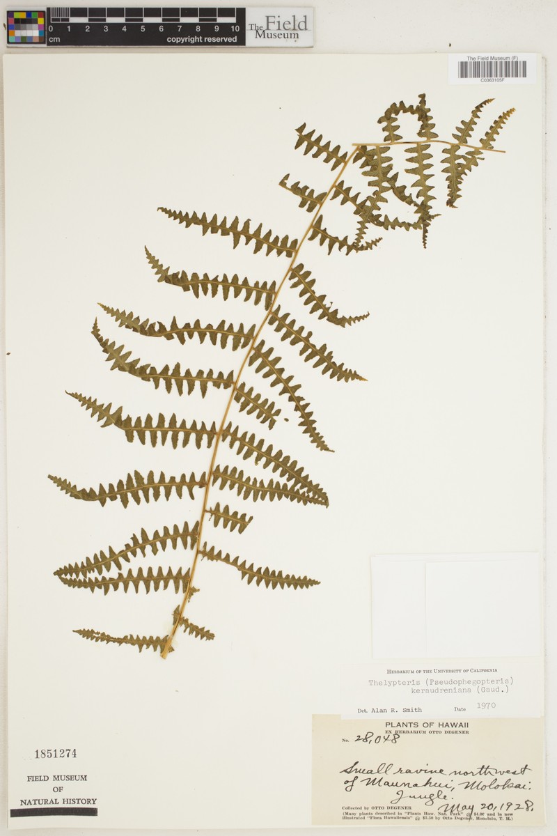 False Beech Fern photo 4
