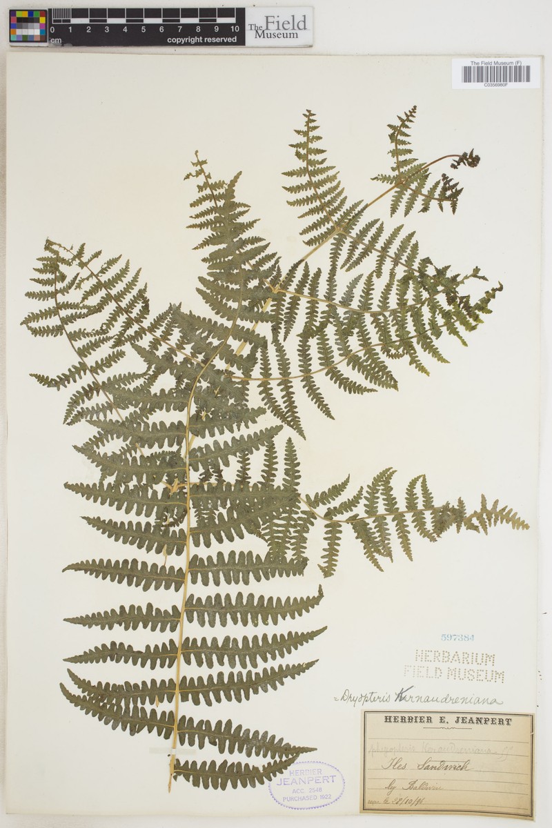 False Beech Fern photo 5