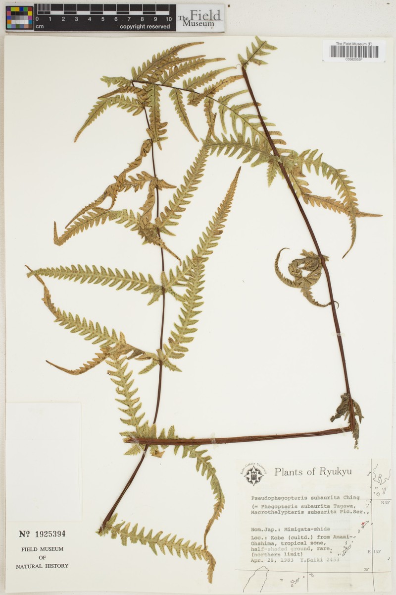 Phegopteris subaurita