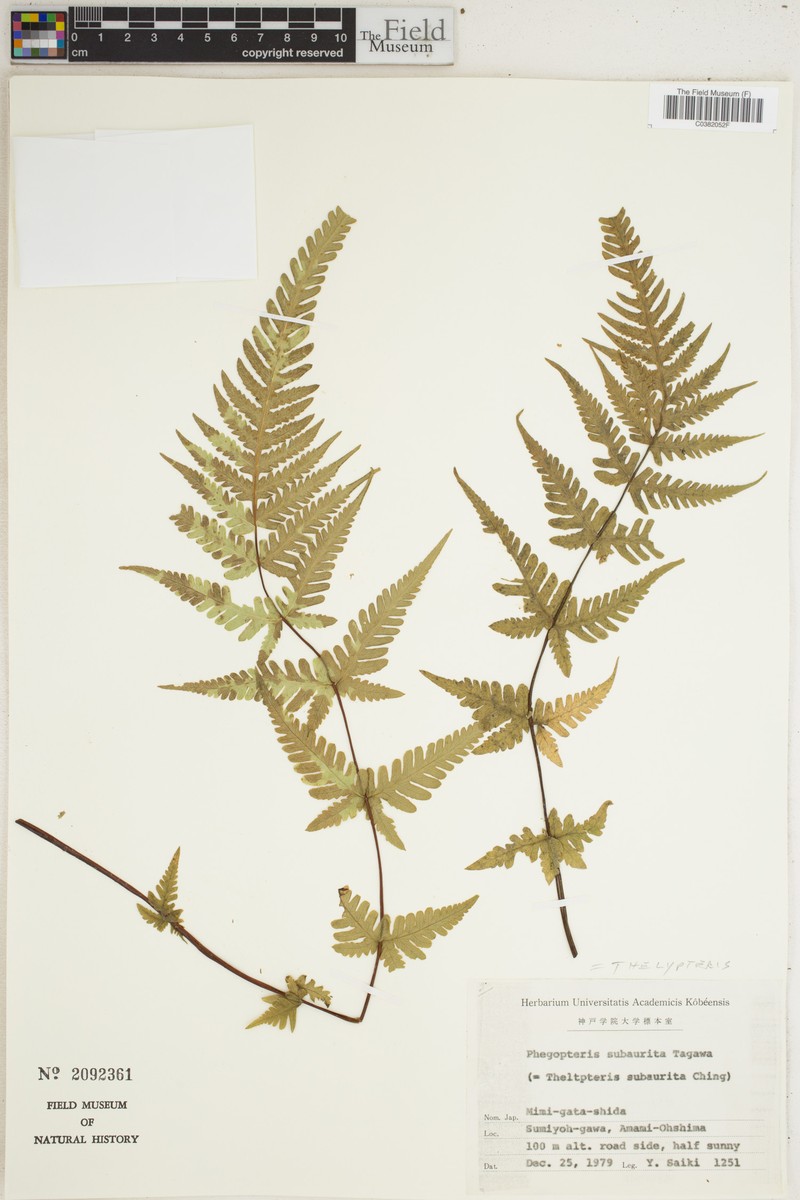 Phegopteris subaurita photo 2