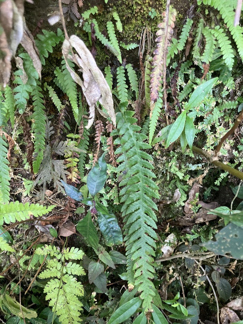 Phegopteris taiwaniana