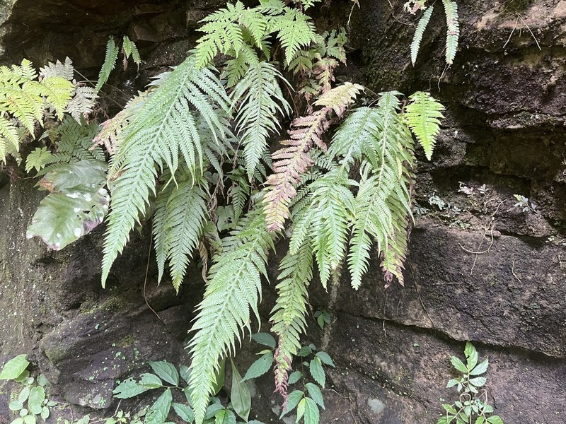Phegopteris taiwaniana photo 2