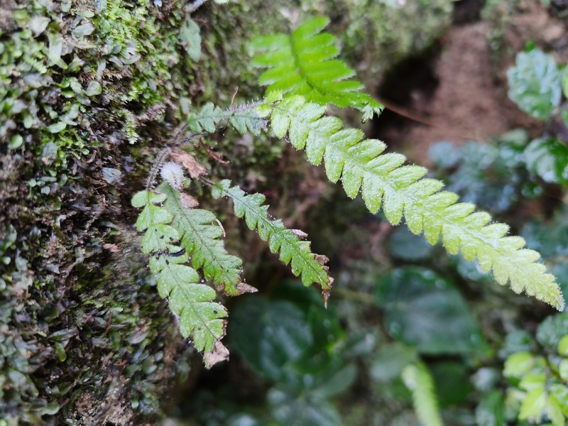 Phegopteris taiwaniana photo 3