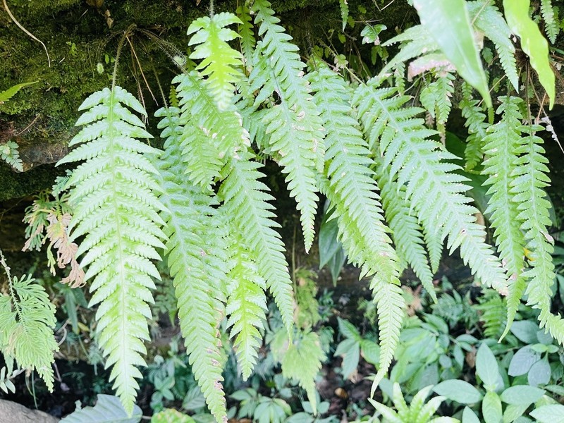 Phegopteris taiwaniana photo 4