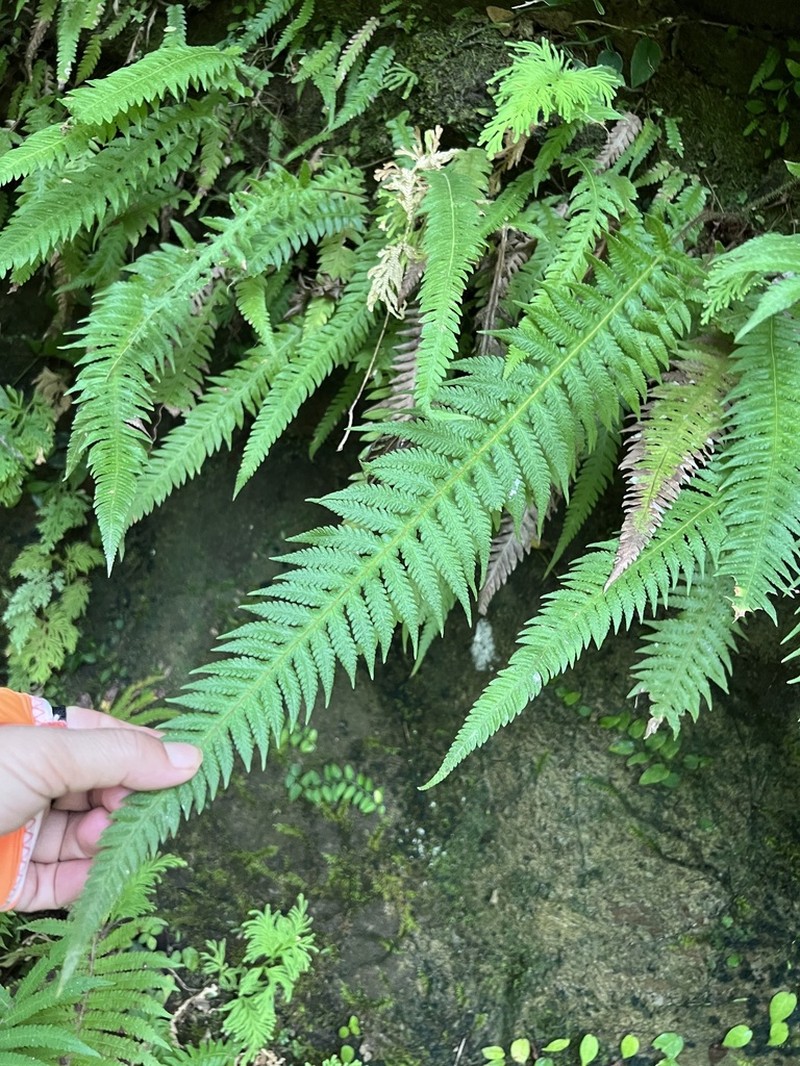 Phegopteris taiwaniana photo 5