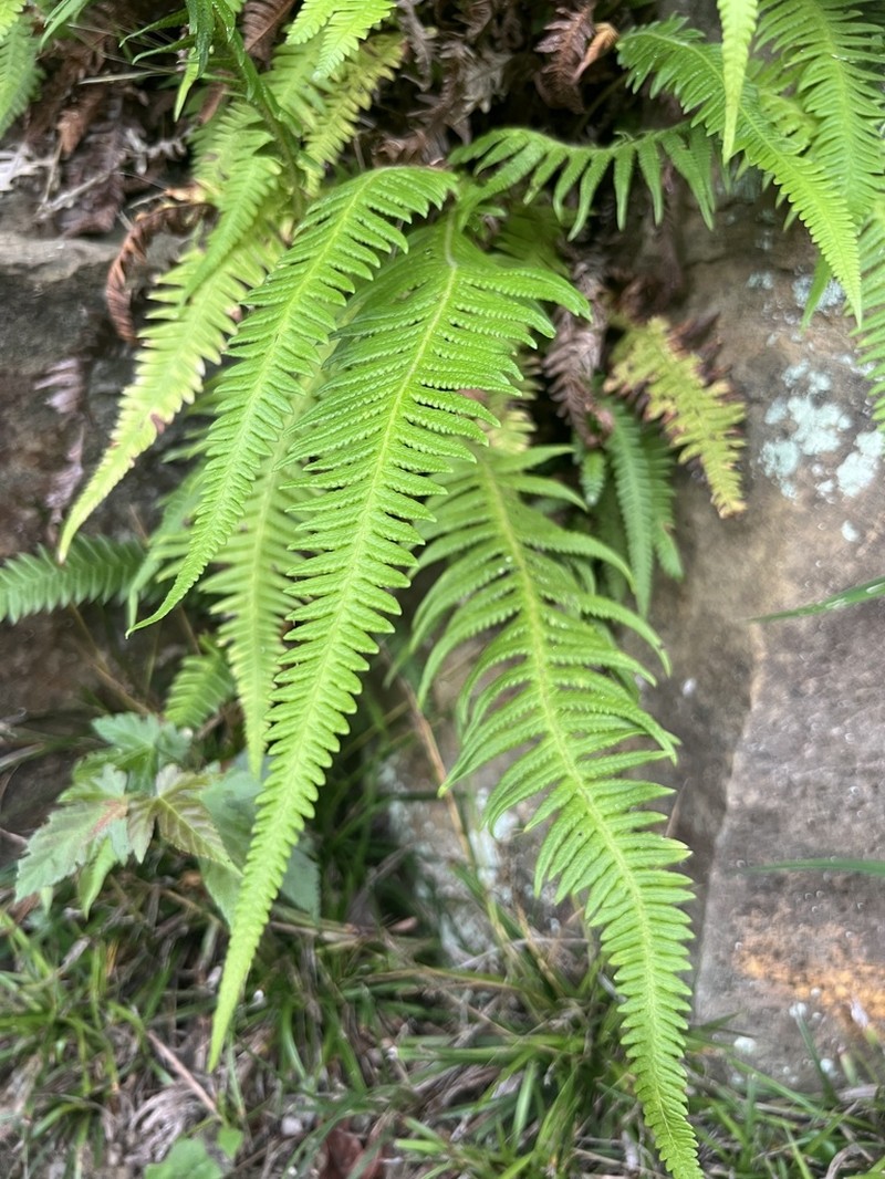 Phegopteris taiwaniana photo 7
