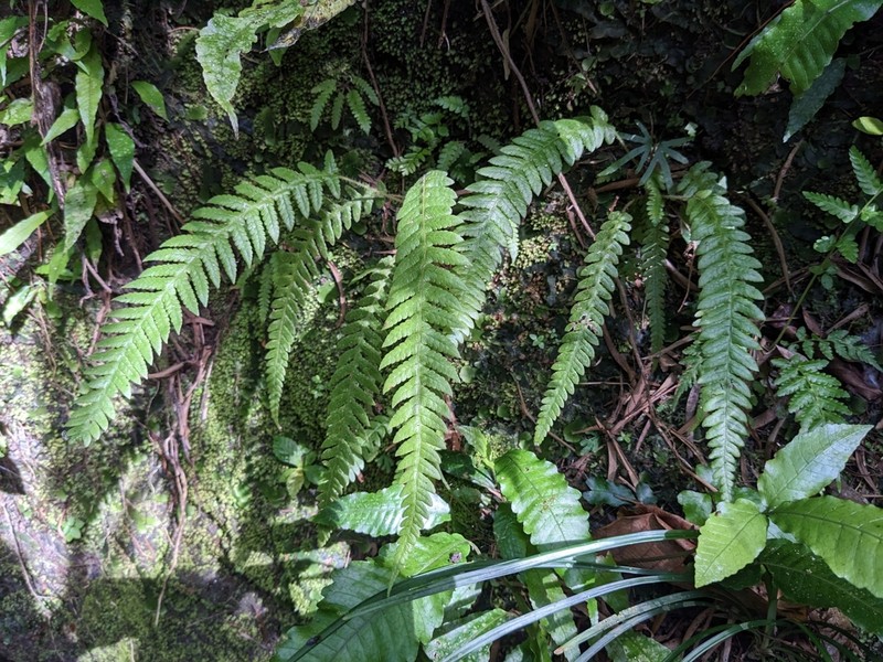 Phegopteris taiwaniana photo 8