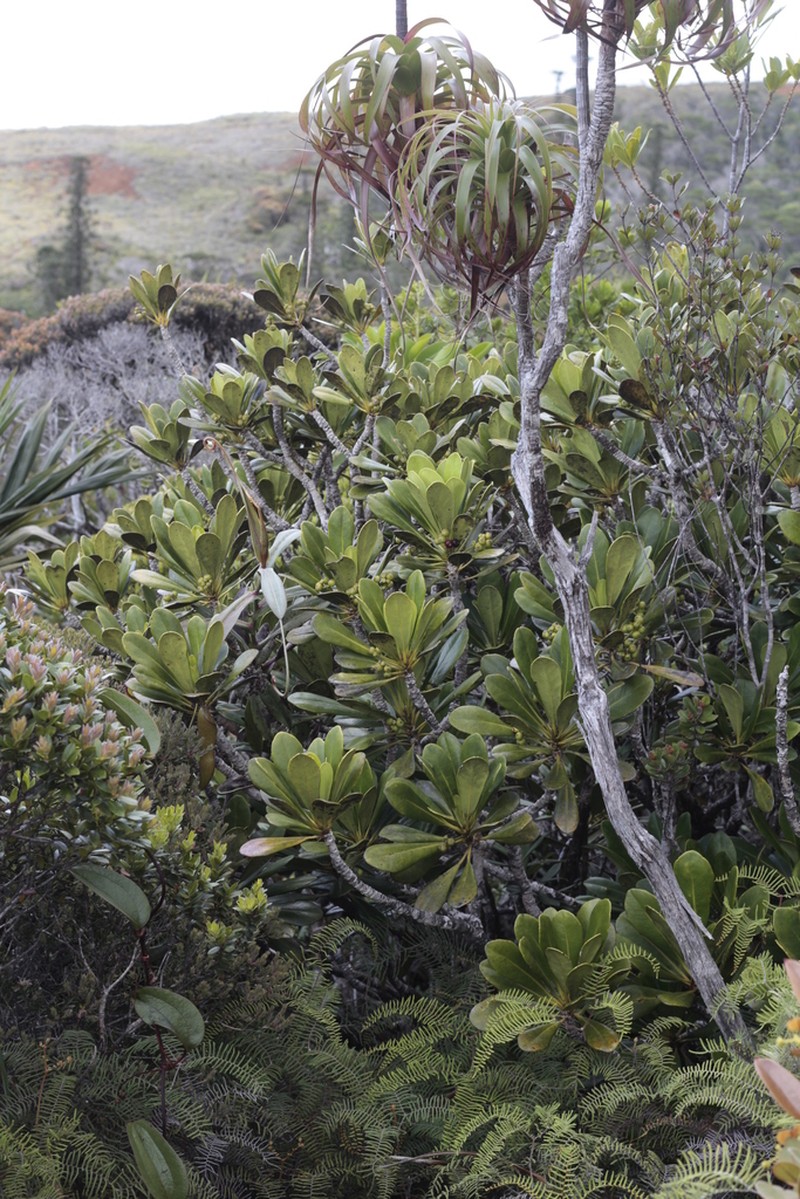 Phelline barrierei