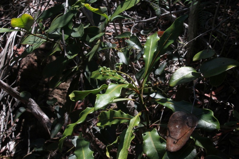 Phelline gracilior photo 2