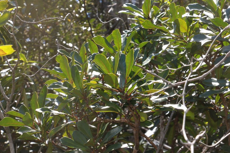 Phelline gracilior photo 4