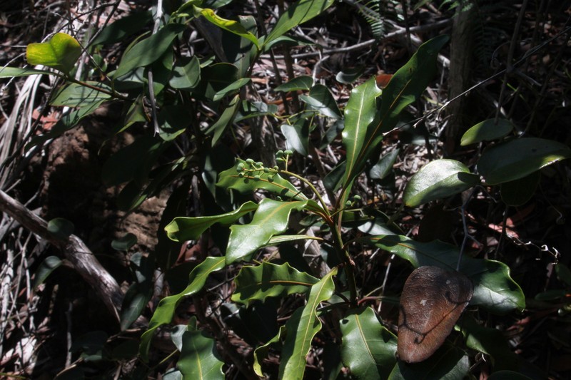 Phelline gracilior photo 6