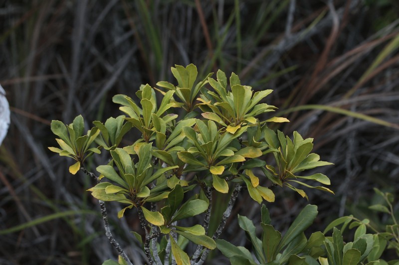 Phelline gracilior photo 7