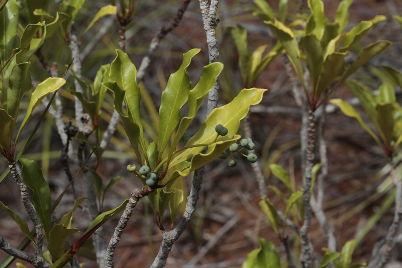 Phelline gracilior photo 8