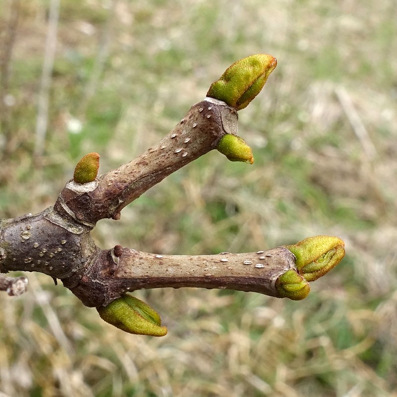 Amur Corktree photo 3