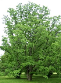 Amur Corktree