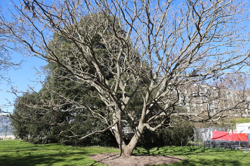Amur Corktree photo 2