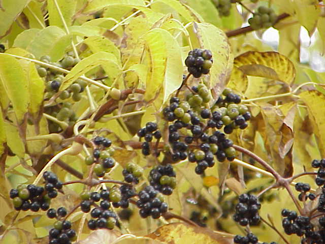 Amur Corktree photo 4
