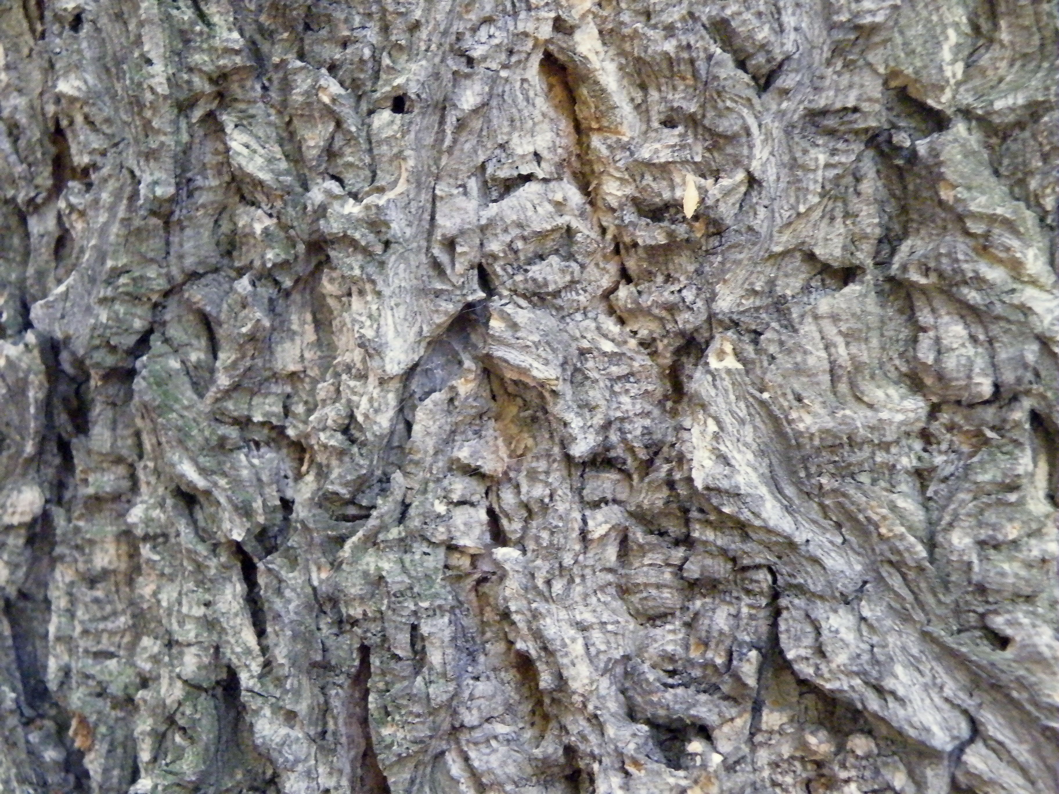 Amur Corktree photo 7