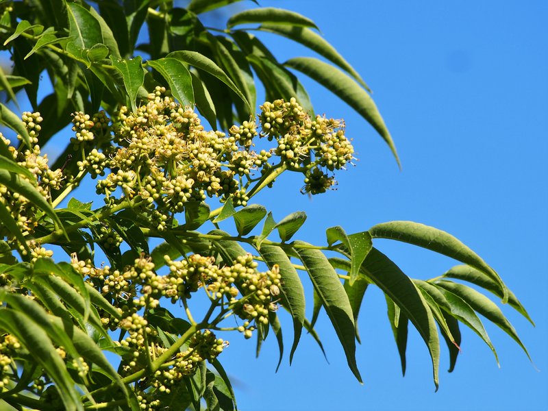 Lavalle Corktree photo 2