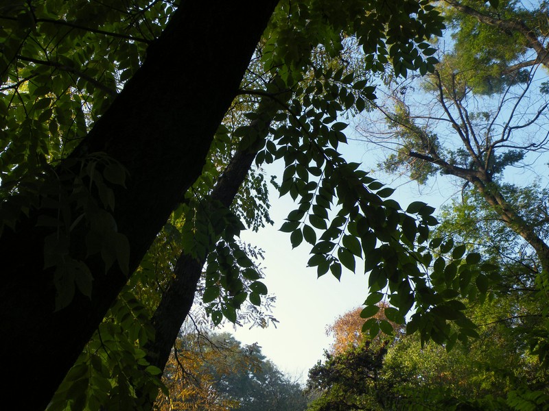 Lavalle Corktree photo 4