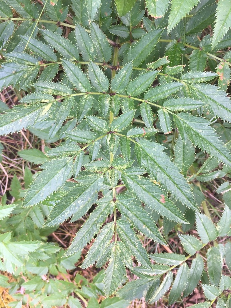 Phellolophium decaryi