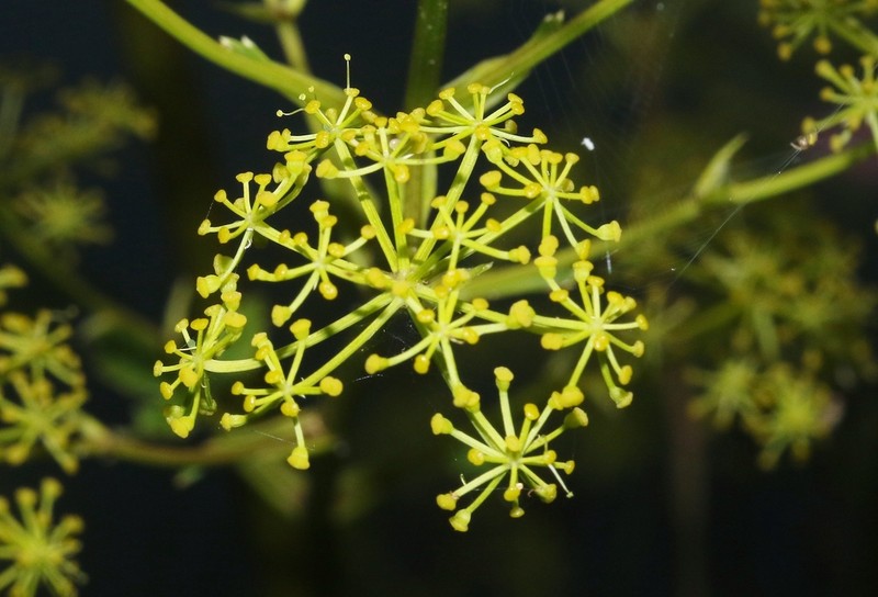 Phellolophium madagascariense photo 3