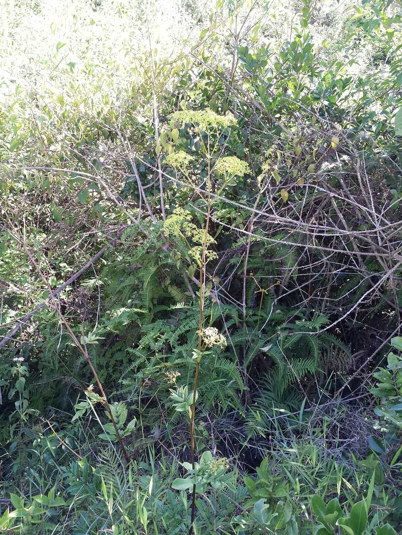 Phellolophium madagascariense photo 8
