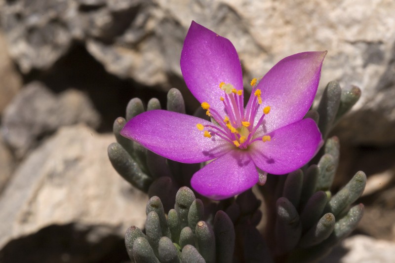 Dwarf Fameflower photo 6