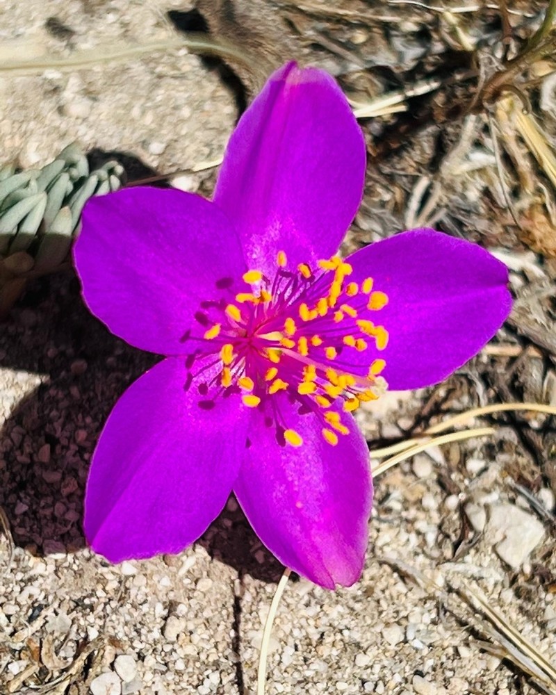 Dwarf Fameflower