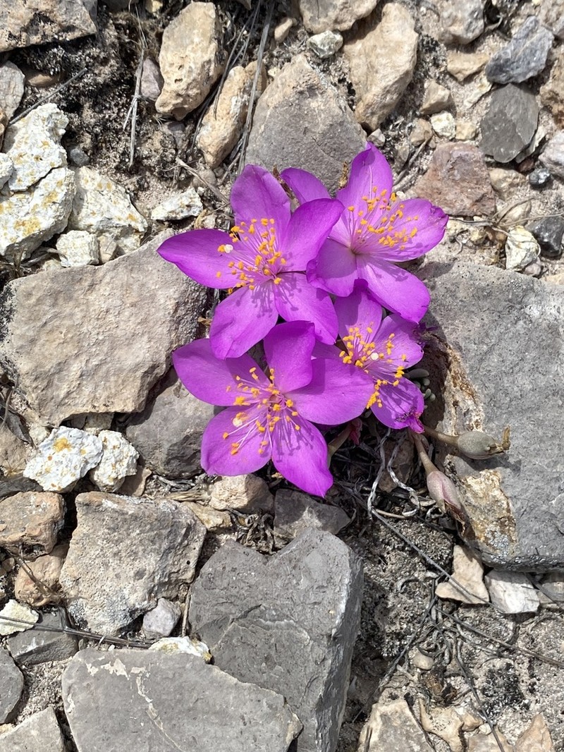 Dwarf Fameflower photo 2