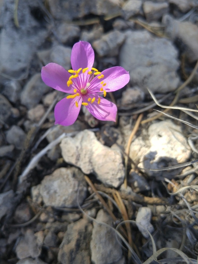 Dwarf Fameflower photo 3