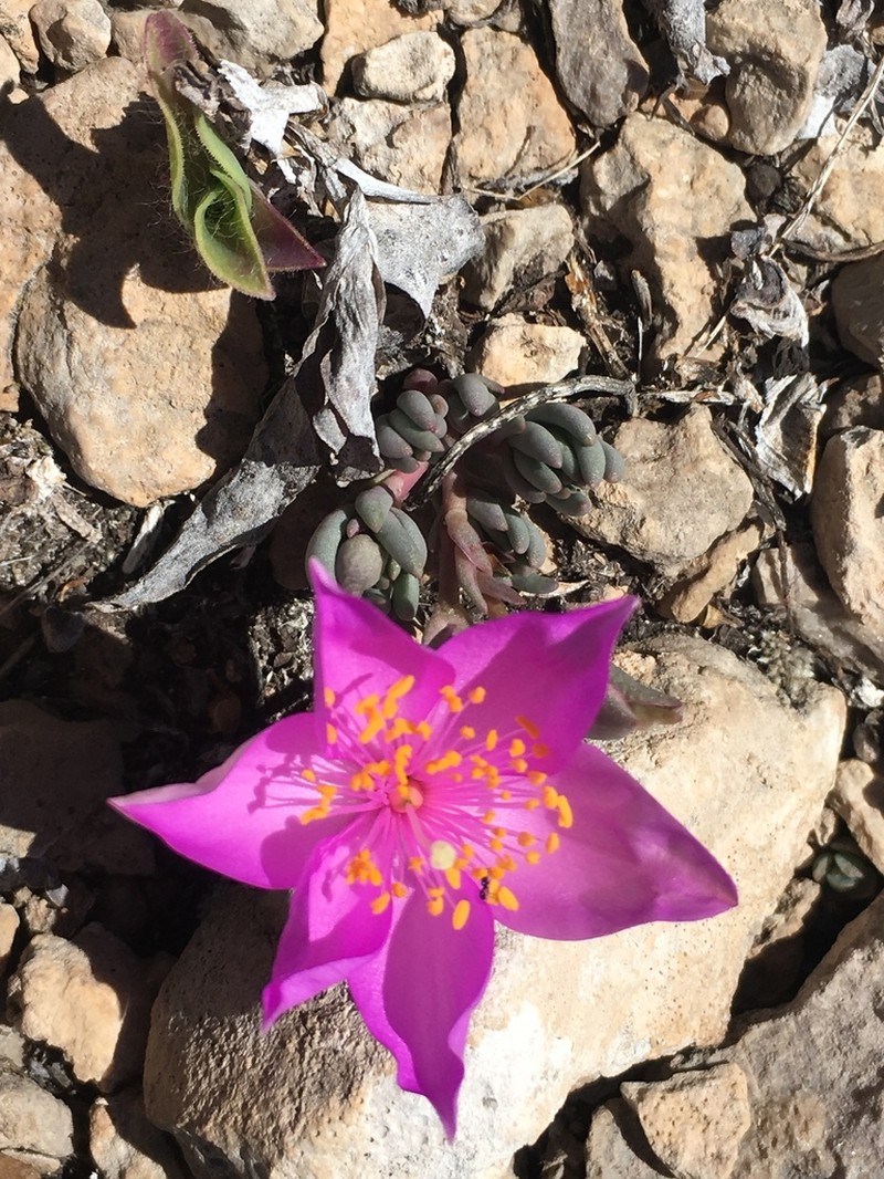 Dwarf Fameflower photo 4