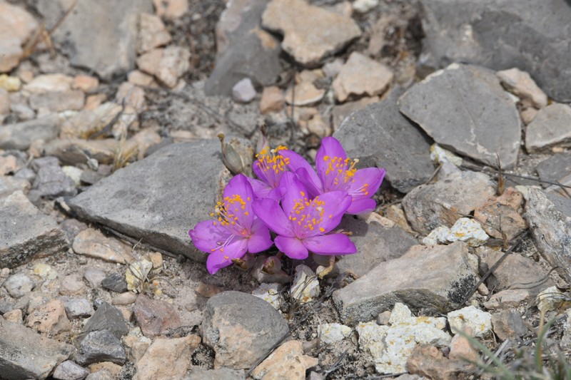 Dwarf Fameflower photo 5