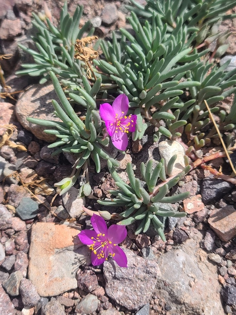 Dwarf Fameflower photo 6